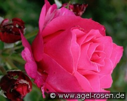 Venrosa kaufen, clicken für mehr Details Venrosa