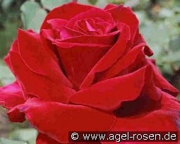 Victor Hugo syn. Senator Burda kaufen, clicken für mehr Details Victor Hugo syn. Senator Burda