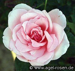 Violina kaufen, clicken für mehr Details Violina