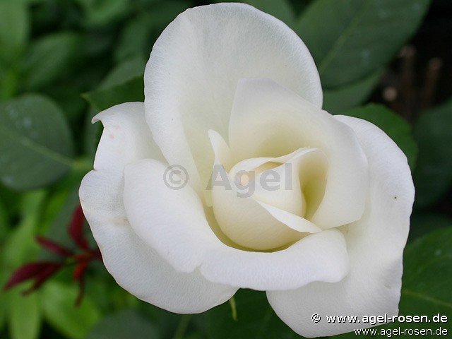 Rose ‘Virgo‘ (Hochstamm (~90cm), wurzelnackt)