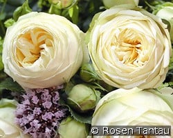 Wedding Piano kaufen, clicken für mehr Details Wedding Piano
