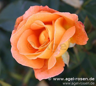 Rose ‘Whisky‘ (2-Liter Biotopf)