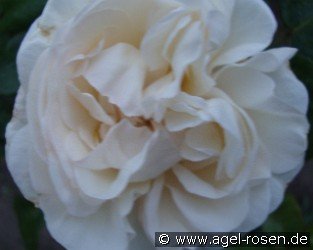 White Parfum