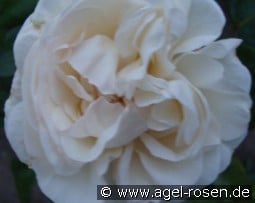 White Parfum kaufen, clicken für mehr Details White Parfum