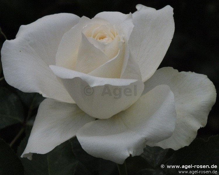 Rose ‘White Symphonie‘ (3-Liter Topf)