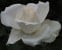 White Symphonie