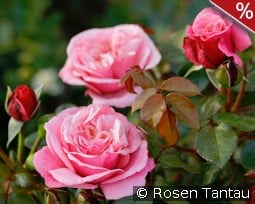 Wildberry kaufen, clicken für mehr Details Wildberry