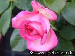 Wimi kaufen, clicken für mehr Details Wimi