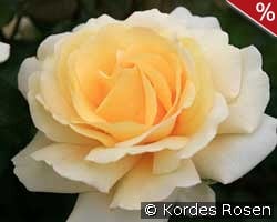 Winter Sun kaufen, clicken für mehr Details Winter Sun