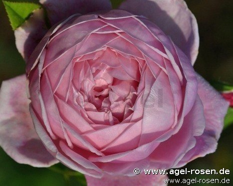 Rose ‘AUSbite‘ (wurzelnackte Rose)