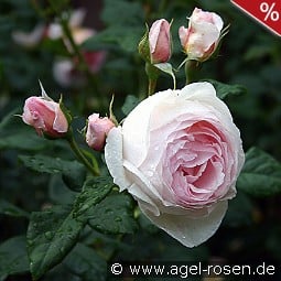 AUSblush Old English Rose