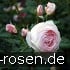 AUSblush Old English Rose kaufen