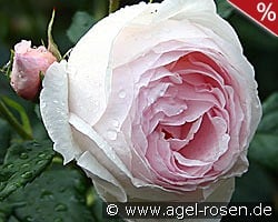 AUSblush Old English Rose kaufen, clicken für mehr Details AUSblush Old English Rose