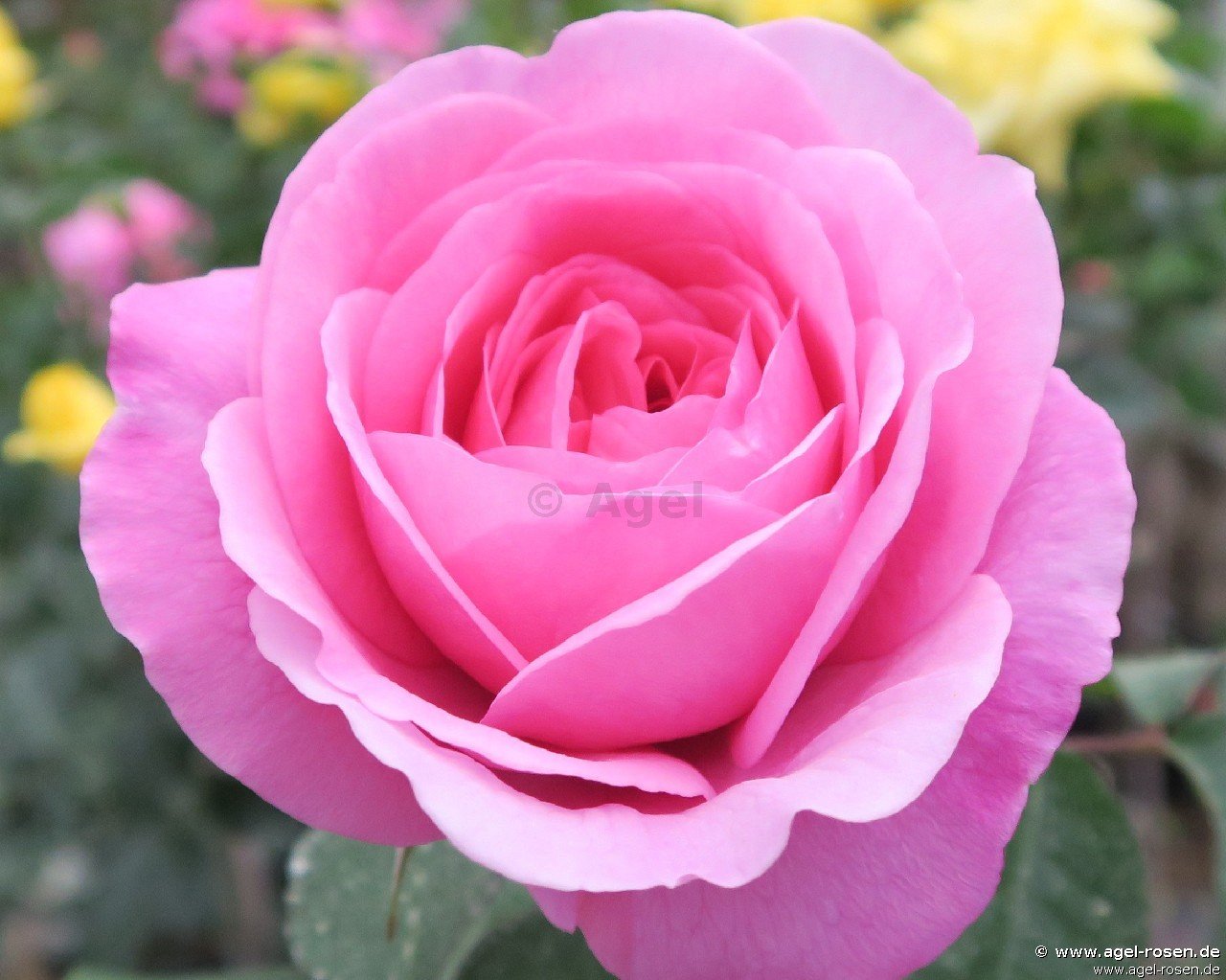 Rose ‘AUSbord‘ (5-Liter Topf)