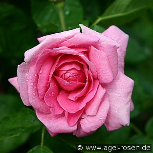 AUSbord Old English Rose