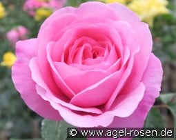 AUSbord Old English Rose