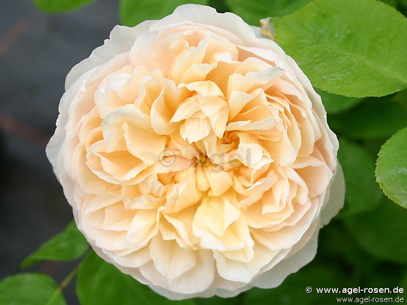 Rose ‘AUSbreak‘ (wurzelnackte Rose)