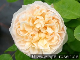 AUSbreak Old English Rose