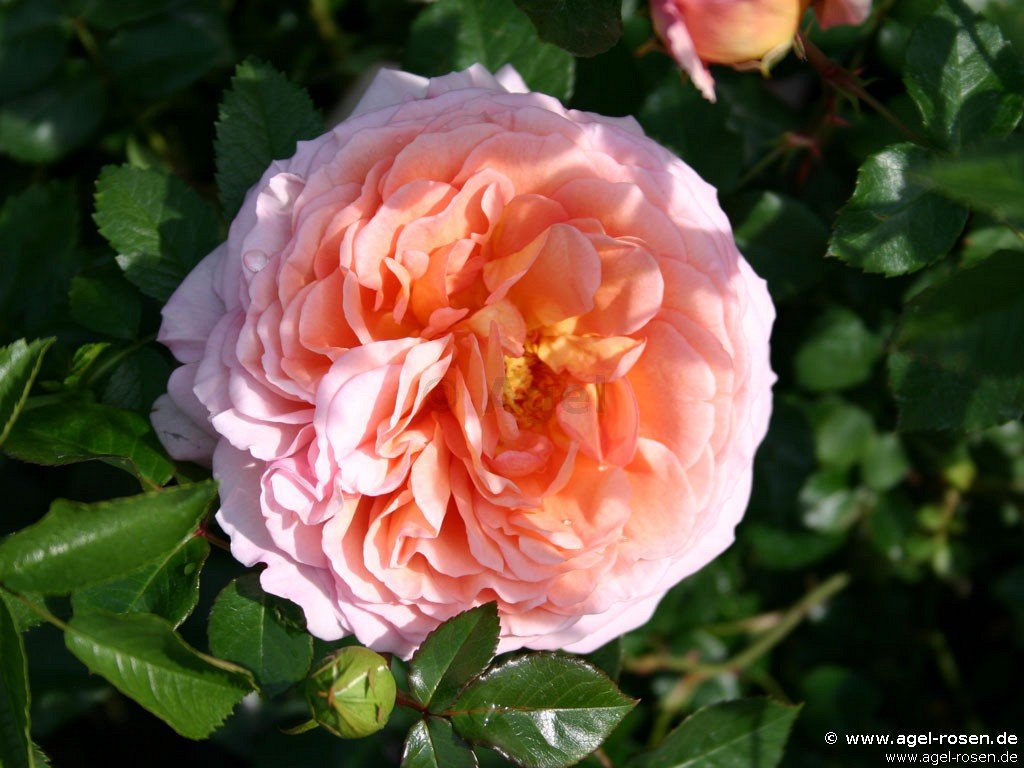Rose ‘AUSbred‘ (wurzelnackte Rose)