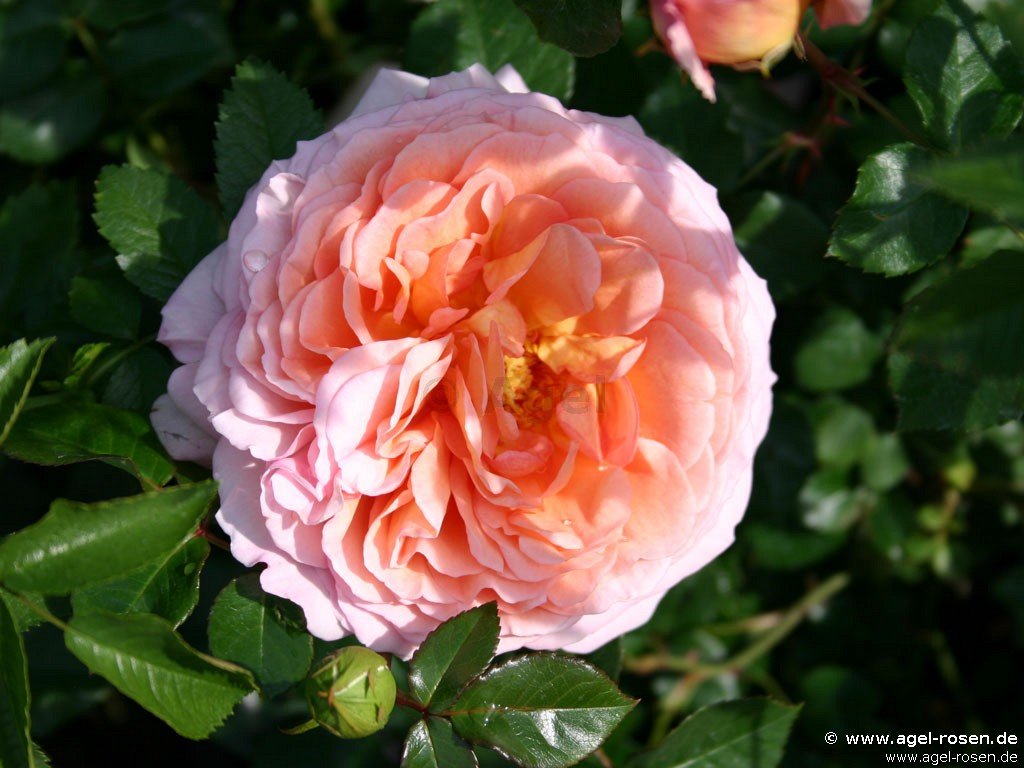 Rose ‘AUSbred‘ (3-Liter Topf)