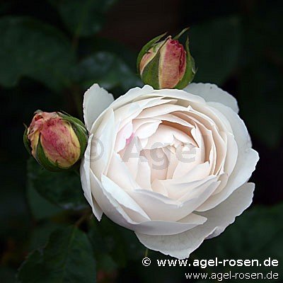 Rose ‘AUScat‘ (wurzelnackte Rose)