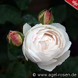 AUScat Old English Rose