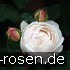 AUScat Old English Rose kaufen