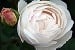 AUScat Old English Rose