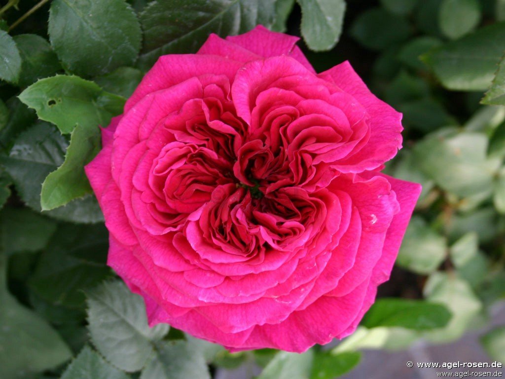 Rose ‘AUSchild‘ (wurzelnackte Rose)