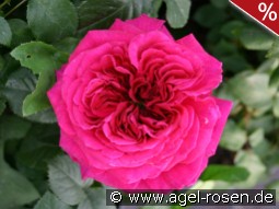 AUSchild Old English Rose