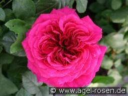 AUSchild Old English Rose