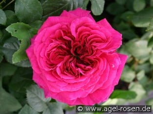 AUSchild Old English Rose