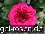 AUSchild Old English Rose kaufen