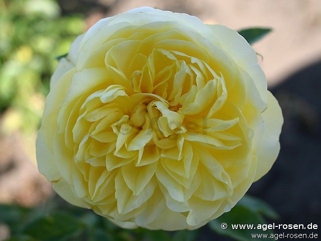 Rose ‘AUScomp‘ (3-Liter Topf)