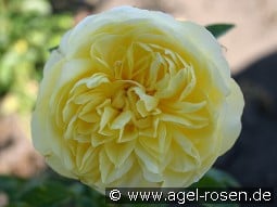 AUScomp Old English Rose
