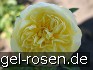 AUScomp Old English Rose kaufen