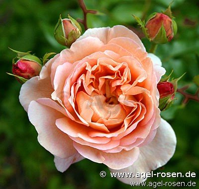 Rose ‘AUScot‘ (5-Liter Topf)