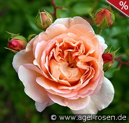 AUScot Old English Rose