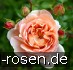 AUScot Old English Rose kaufen