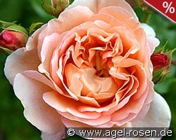 AUScot Old English Rose kaufen, clicken für mehr Details AUScot Old English Rose