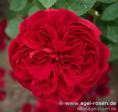 Rose ‘AUScrim‘ (wurzelnackte Rose)