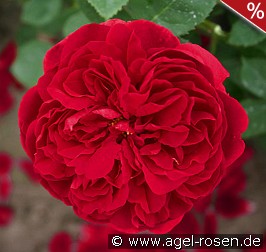 AUScrim Old English Rose