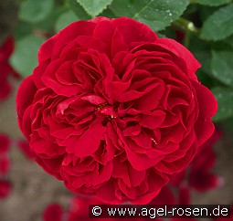 AUScrim Old English Rose