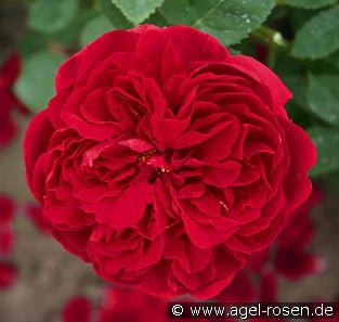 AUScrim Old English Rose