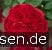 AUScrim Old English Rose