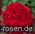 AUScrim Old English Rose kaufen