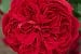 AUScrim Old English Rose