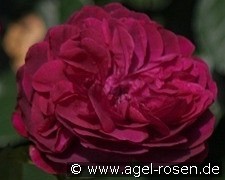 AUSdecorum  2038