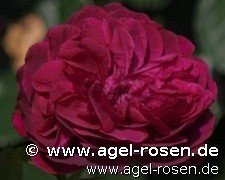 Rose ‘AUSdecorum‘ (wurzelnackte Rose)