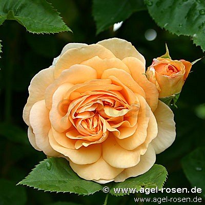 Rose ‘AUSfather‘ (wurzelnackte Rose)